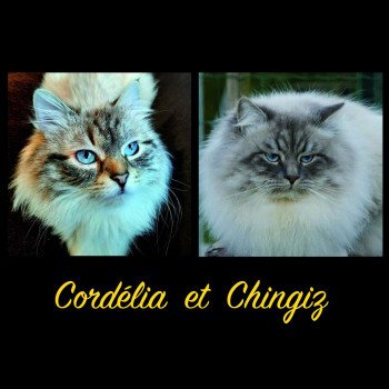 Mariage Cordelia ❤ Chingiz